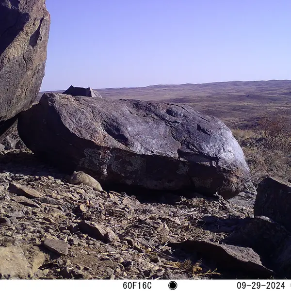 A photograph of Kazakh pika from Koshkar camera trap