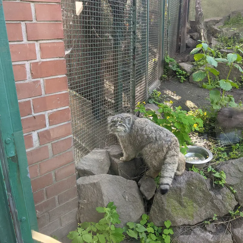 A photograph of Bohus in Budapest Zoo &amp; Botanical Garden