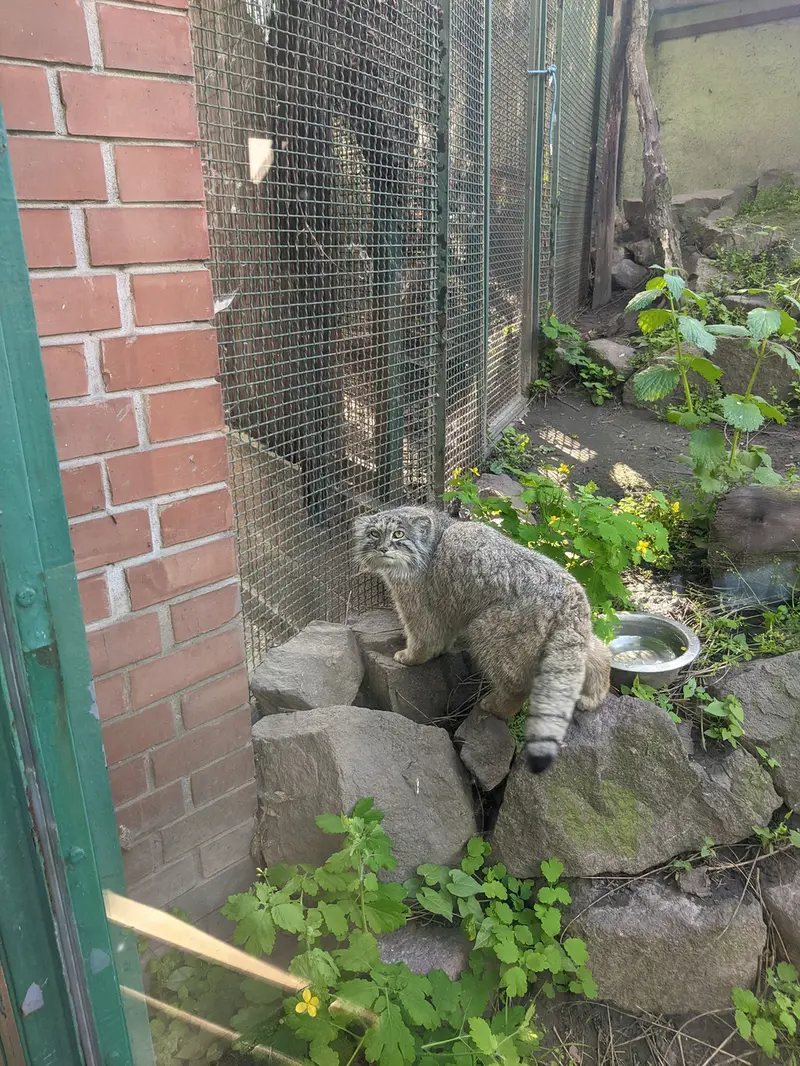 A photograph of Bohus in Budapest Zoo &amp; Botanical Garden