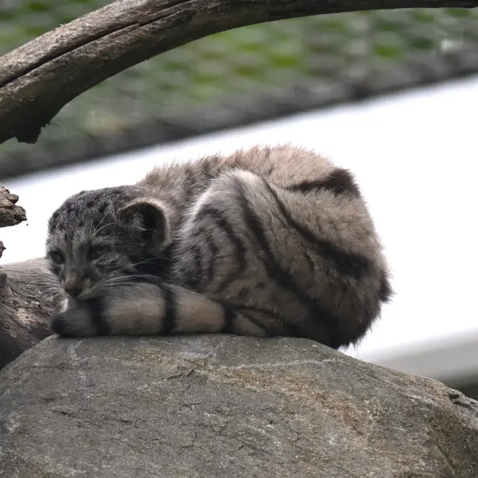 A photograph of Saimi in Korkeasaari Zoo