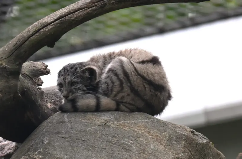 A photograph of Saimi in Korkeasaari Zoo