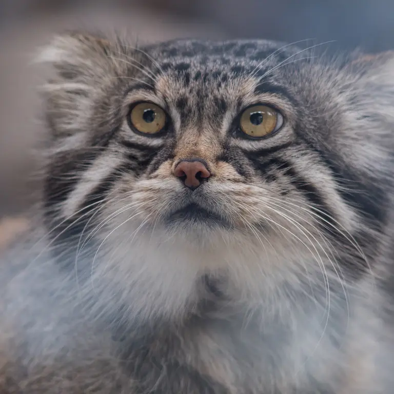 A photograph of Grusha in Asahiyama Zoo