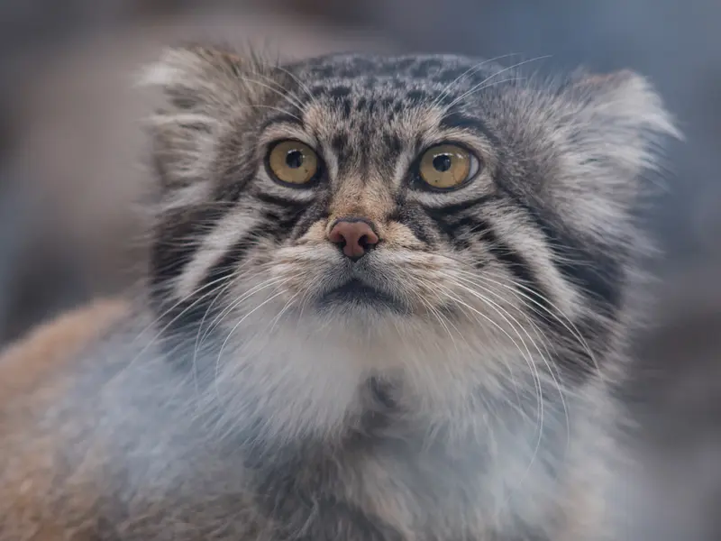 A photograph of Grusha in Asahiyama Zoo
