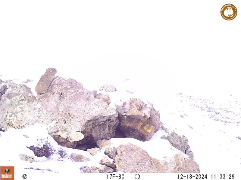 A photograph of Pika from Besshoky 1 camera trap