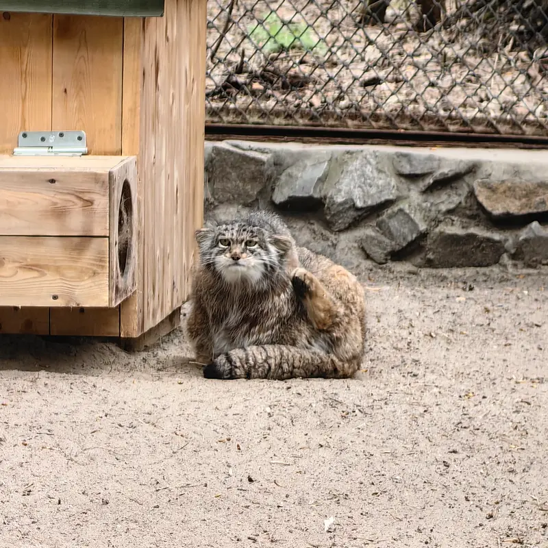 A photograph of Mia in Novosibirsk Zoo