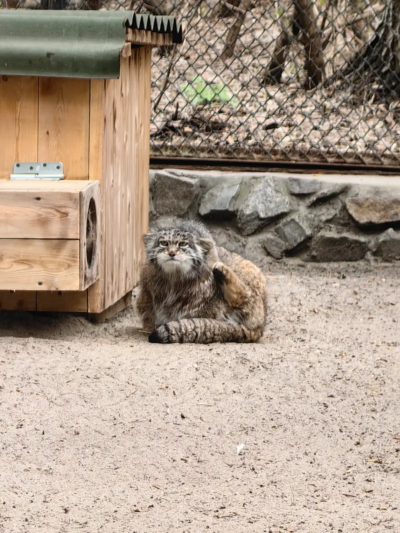 A photograph of Mia in Novosibirsk Zoo