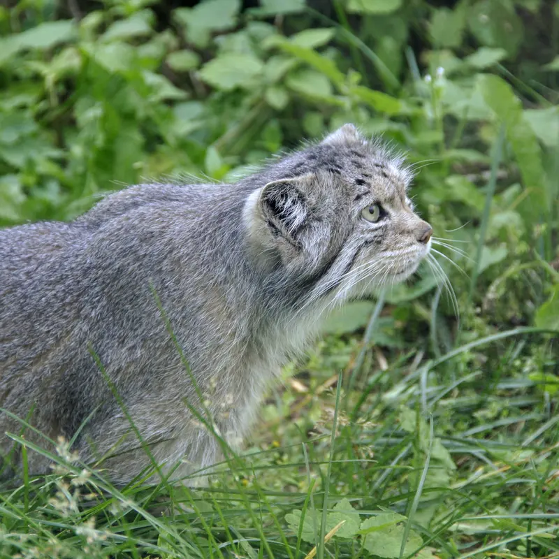 A photograph of a Pallas's cat