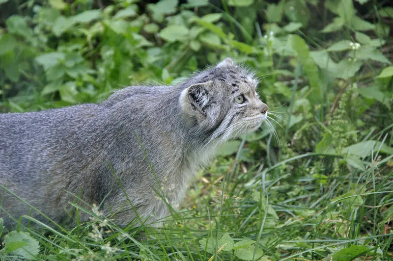 A photograph of a Pallas's cat