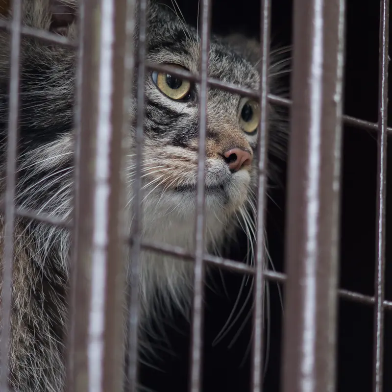 A photograph of Figa in Nogeyama Zoo