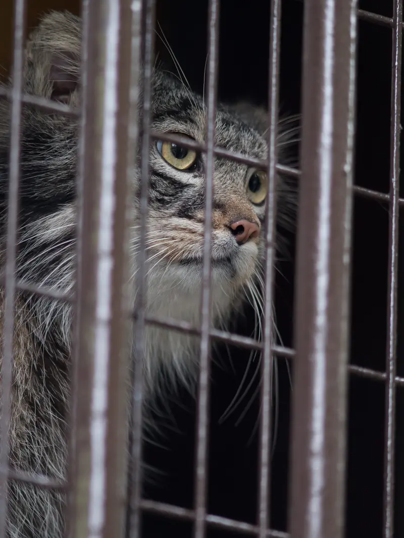 A photograph of Figa in Nogeyama Zoo