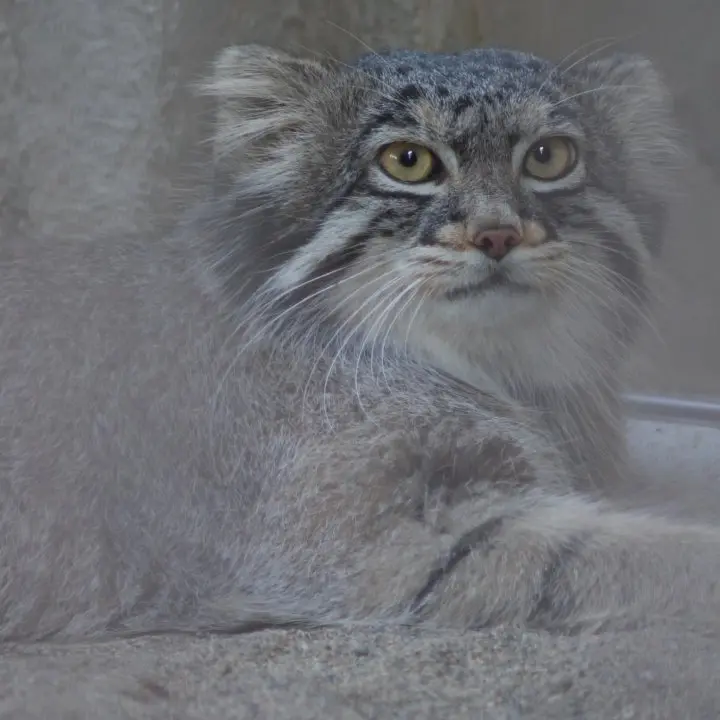 A photograph of Figa in Nogeyama Zoo