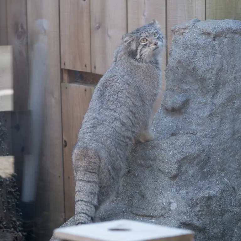 A photograph of Oto in Saitama Children's Zoo