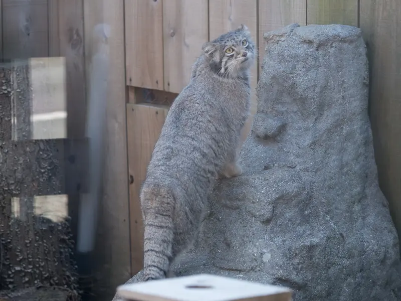 A photograph of Oto in Saitama Children's Zoo