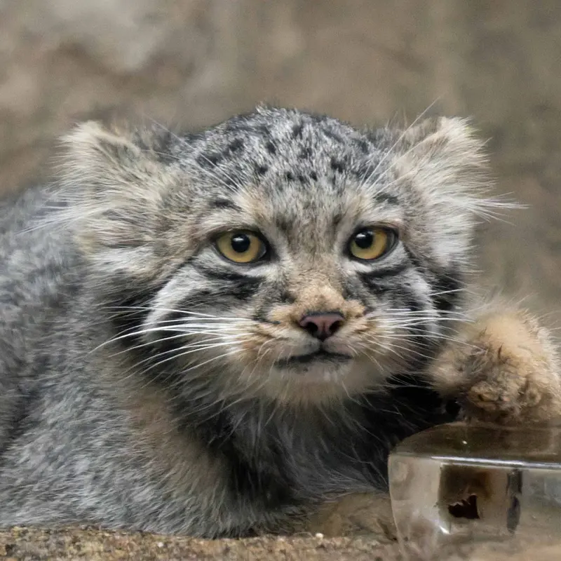 Haku the Pallas's cat from Kobe Animal Kingdom