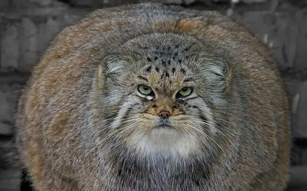 A photograph of a Pallas's cat