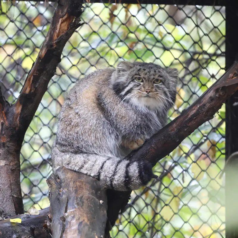 A photograph of Grey in Novosibirsk Zoo