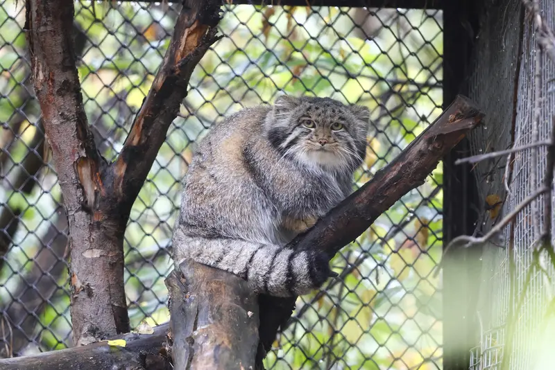 A photograph of Grey in Novosibirsk Zoo