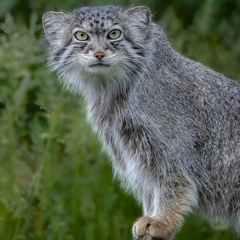 A photograph of a Pallas's cat in Port Lympne Wild Animal Park