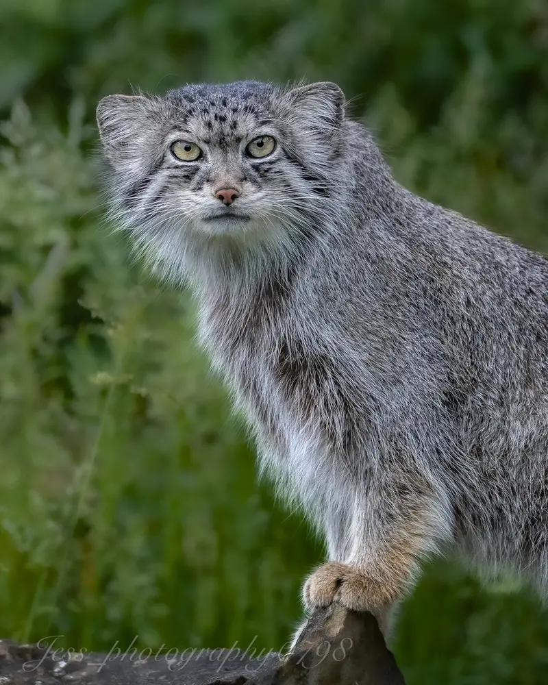 A photograph of a Pallas's cat in Port Lympne Wild Animal Park