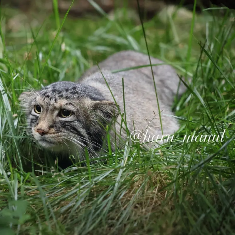 A photograph of Nagomu in Nasu Animal Kingdom