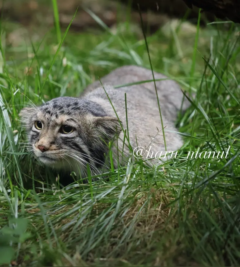 A photograph of Nagomu in Nasu Animal Kingdom