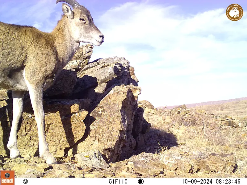 A photograph of Argali from Karashoky camera trap