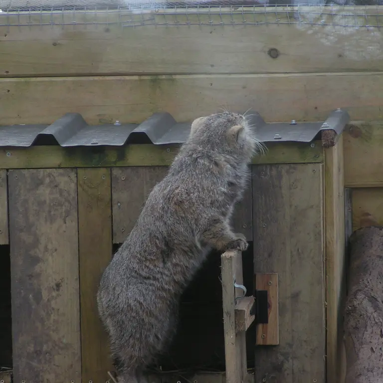A photograph of Altai in The Lakeland Wildlife Oasis
