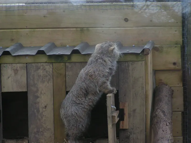 A photograph of Altai in The Lakeland Wildlife Oasis
