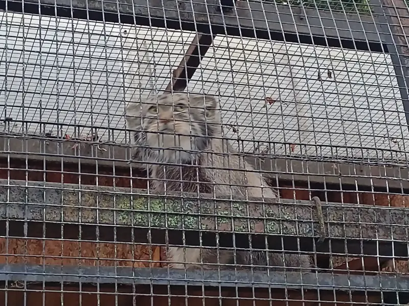 A photograph of a Pallas's cat