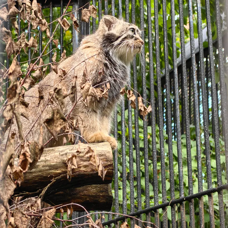 A photograph of Daughter of Lolo 2024 Ⅳ in Novosibirsk Zoo