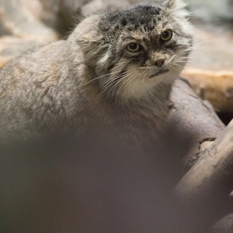 A photograph of Primula in Ueno Zoological Gardens