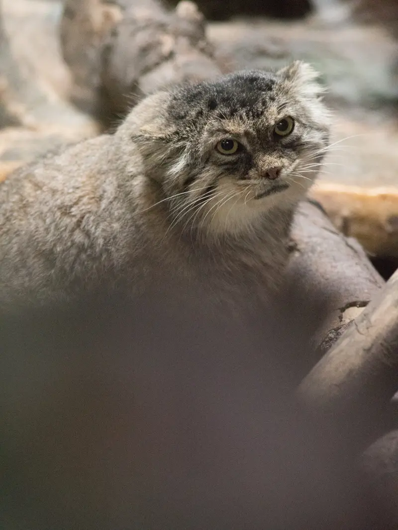A photograph of Primula in Ueno Zoological Gardens