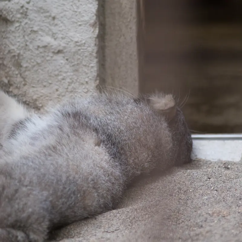A photograph of Figa in Nogeyama Zoo