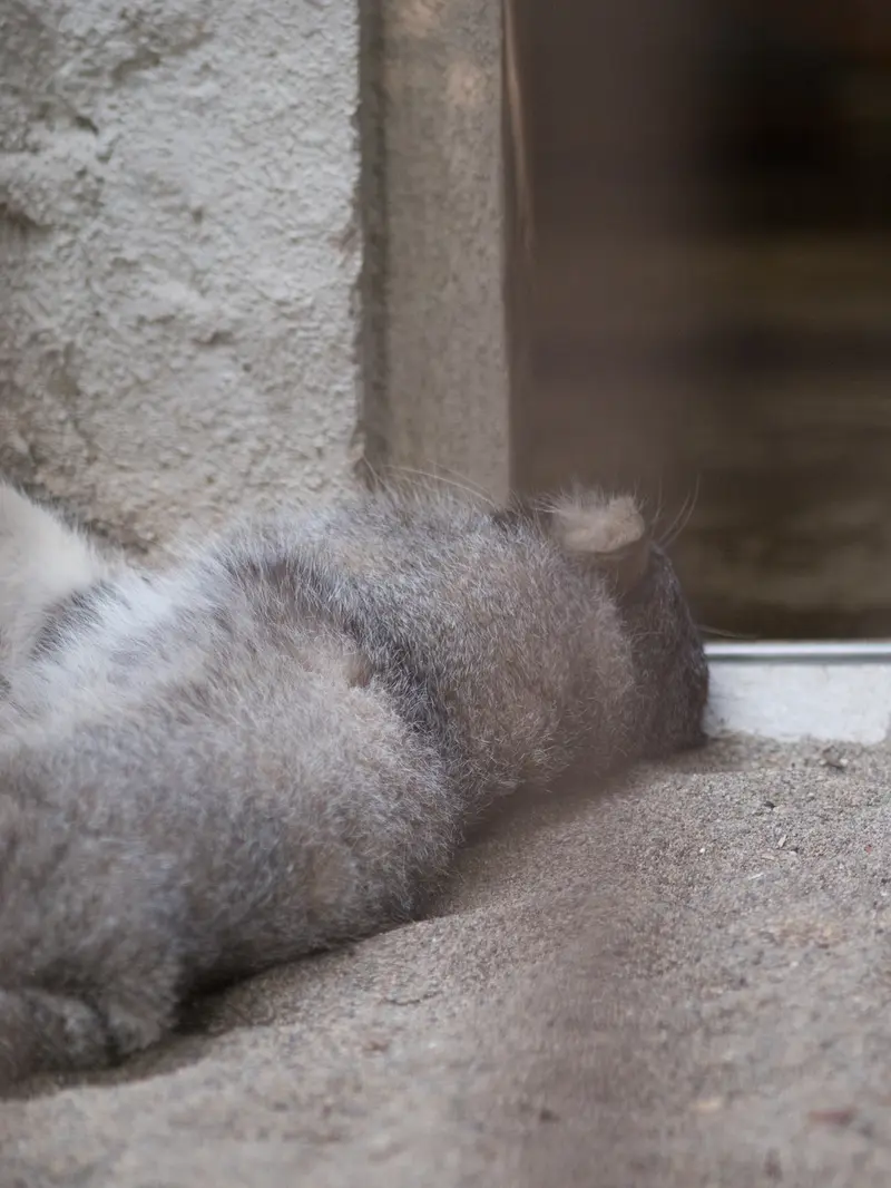 A photograph of Figa in Nogeyama Zoo