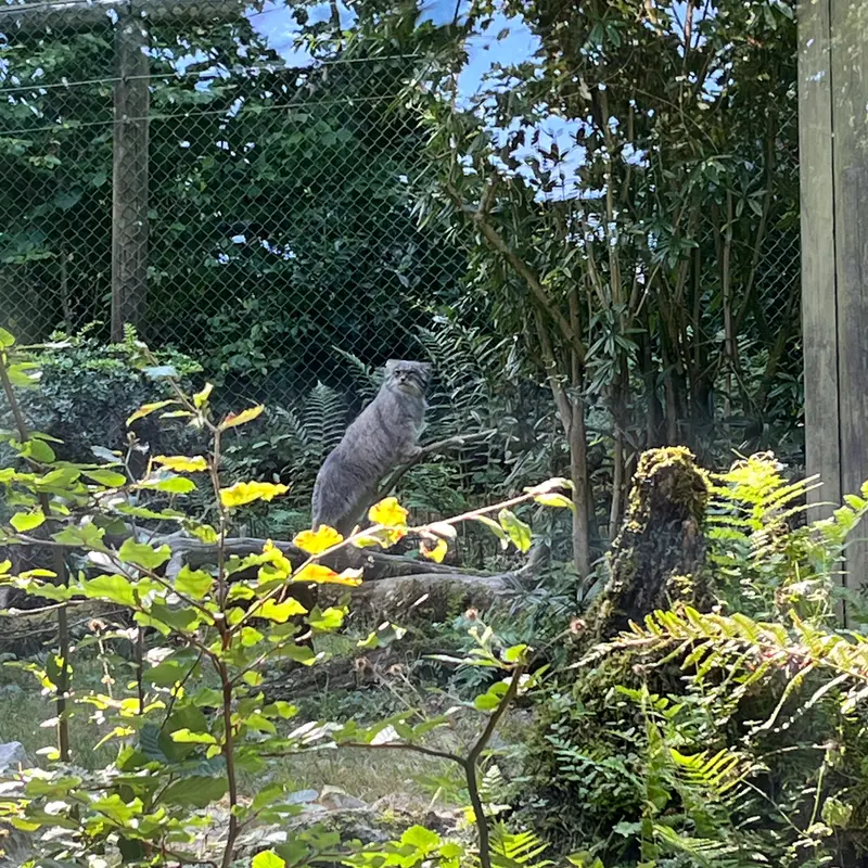 A photograph of Batu in Opel Zoo