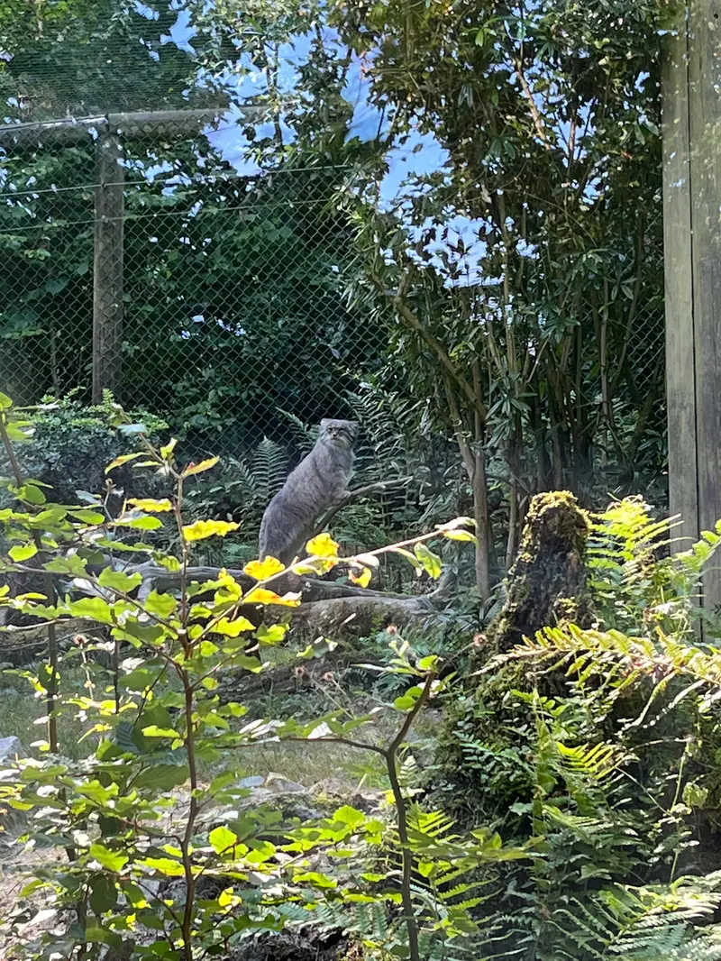 A photograph of Batu in Opel Zoo