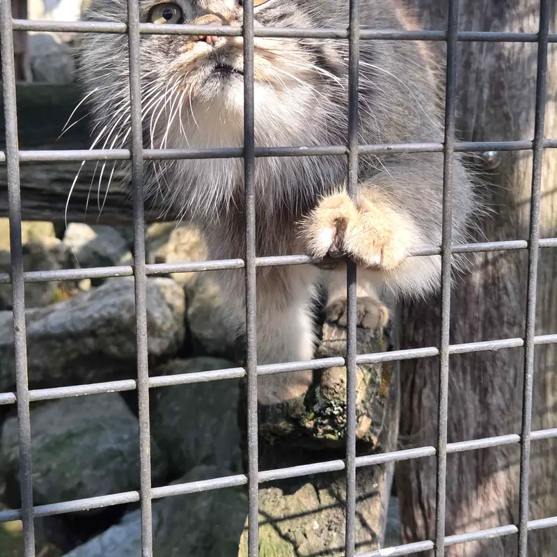 A photograph of Aldan in Zie-Zoo
