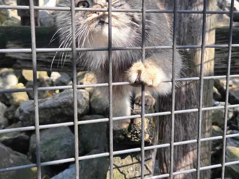 A photograph of Aldan in Zie-Zoo