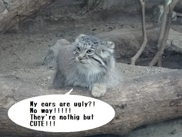 [Also serving as a test for posting in Japanese] Does the first half of the Pallas's cat's scientific name really mean "ugly ears"?