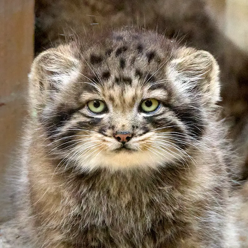 Son of Snezhana b.2026 Ⅰ the Pallas's cat from Novosibirsk Zoo