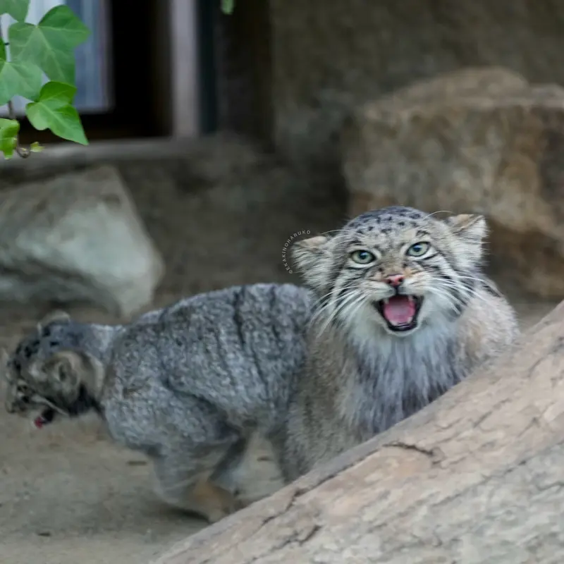 A photograph of Az in Kobe Animal Kingdom
