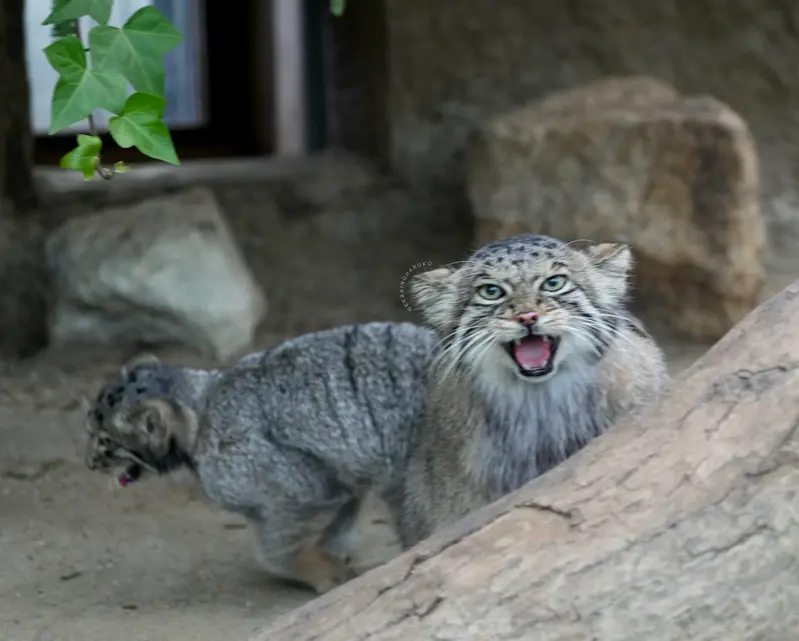 A photograph of Az in Kobe Animal Kingdom