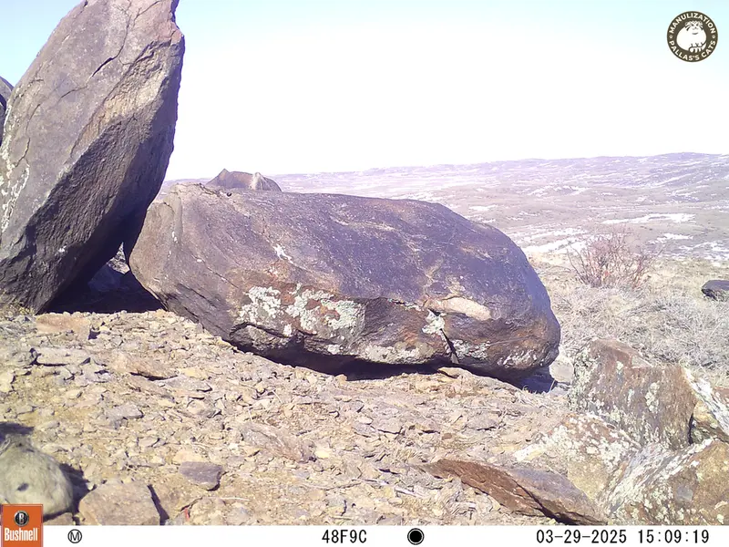 A photograph of Kazakh pika from Koshkar camera trap
