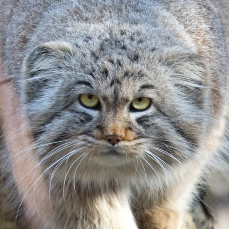 Mortti the Pallas's cat from Ranua Zoo