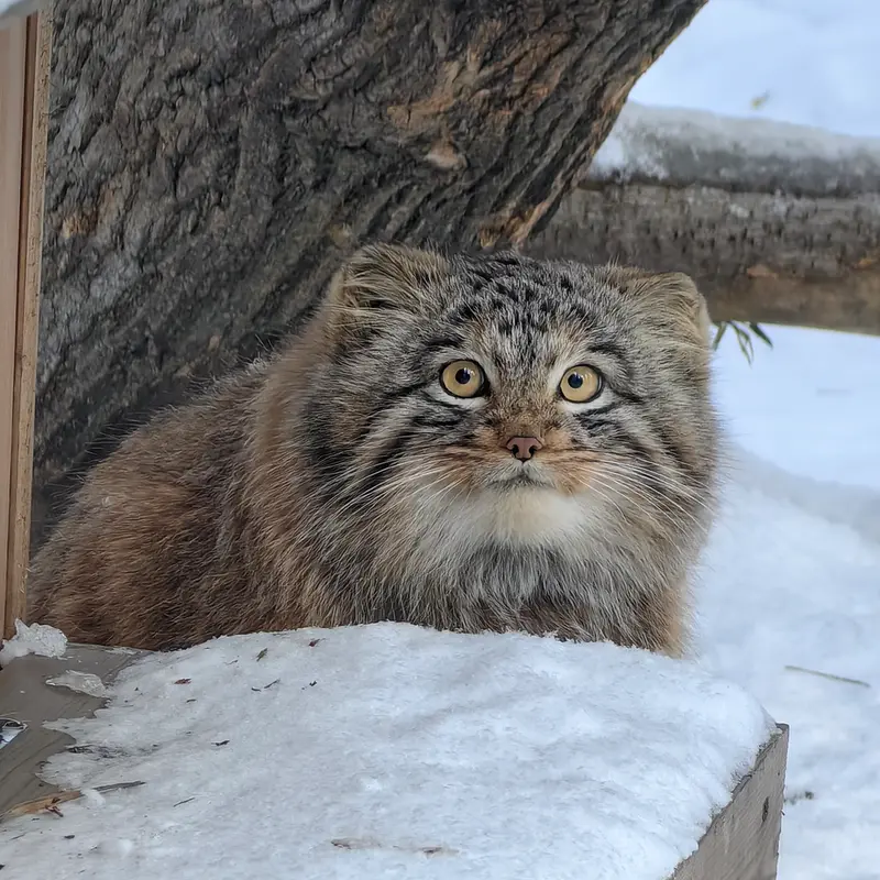 A photograph of Son of Snezhinka b.2025 Ⅲ in Novosibirsk Zoo