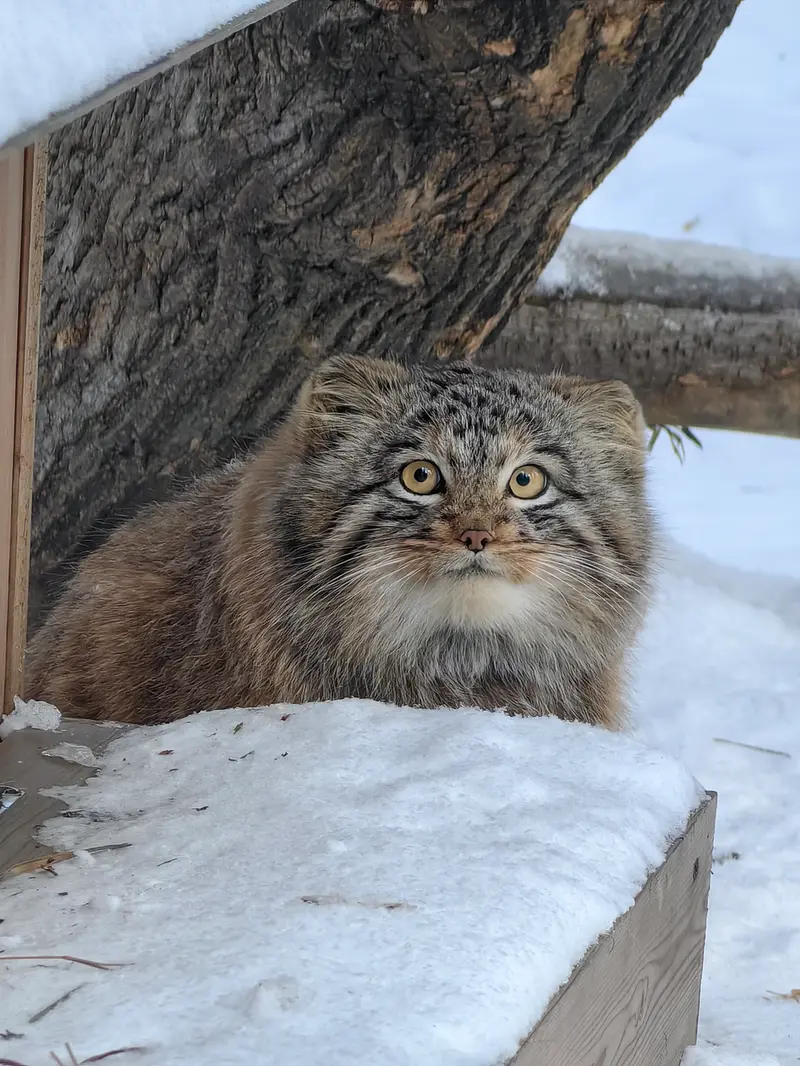 A photograph of Son of Snezhinka b.2025 Ⅲ in Novosibirsk Zoo