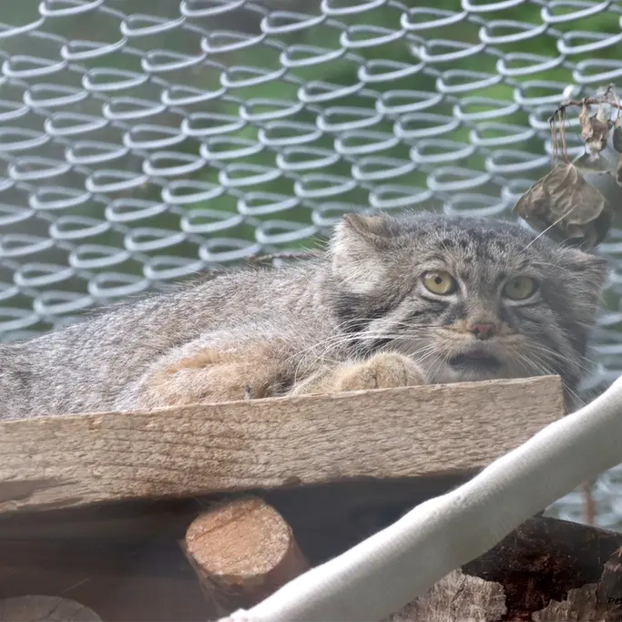 A photograph of Nox in Saskatoon Forestry Farm Park & Zoo