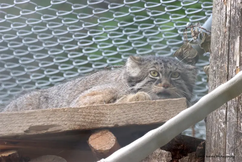 A photograph of Nox in Saskatoon Forestry Farm Park & Zoo