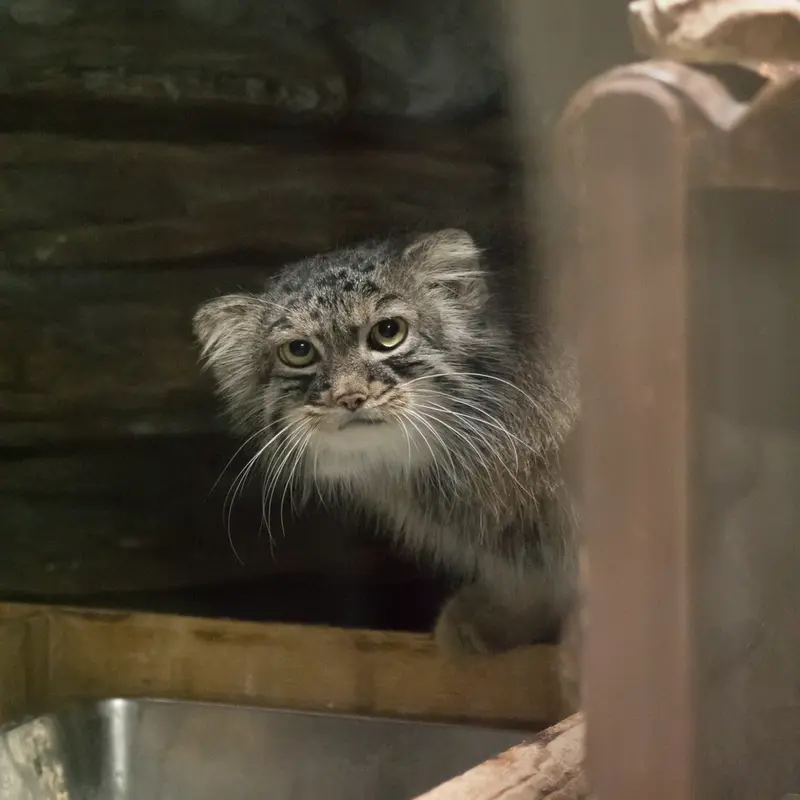 A photograph of Shafran in Ueno Zoological Gardens