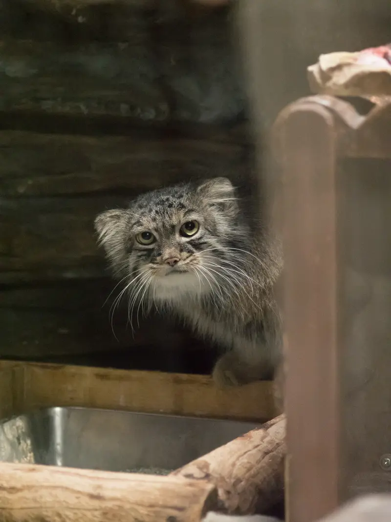 A photograph of Shafran in Ueno Zoological Gardens